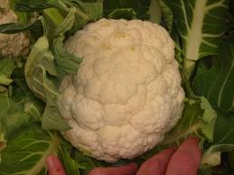 cavolfiore