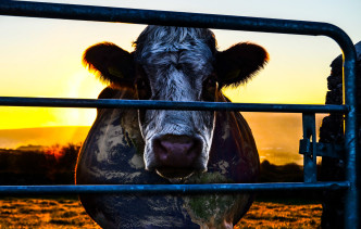 Cowspiracy, documentario sull'impatto ambientale dell'industria degli allevamenti