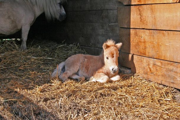 Rifugio MIletta - cucciolo